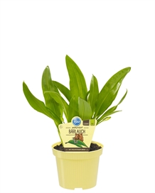 Ramsløg økologisk, 12 cm